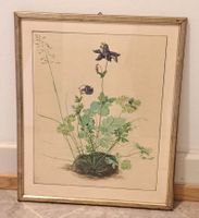 Original Facsimile Albrecht Dürer, Akelei