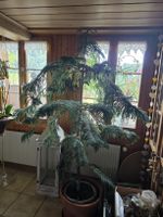 Zimmertanne