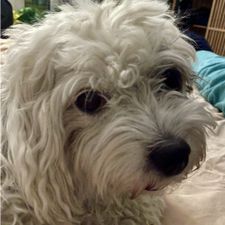 Profile image of ambilligsten