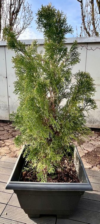 Kleine Kiefer baum / Small pine tree Kaufen auf Ricardo