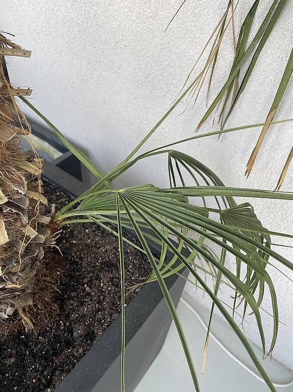 Piante & sementi: Palme - ca 180cm – Usato da Gachnang venduto da ch.m 4