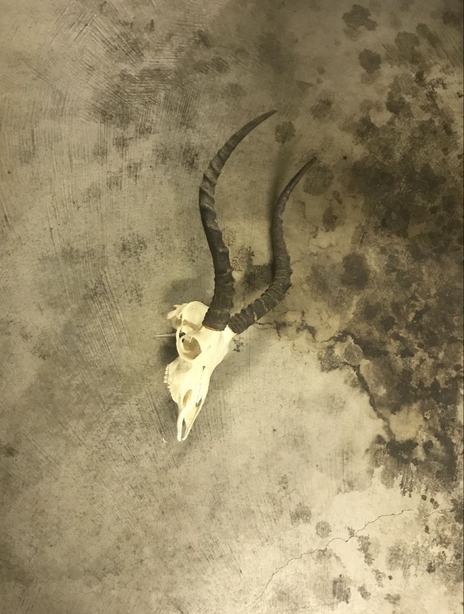 Tutte le decorazioni: Deer Skull – Usato da Wettingen venduto da msw_rrf5