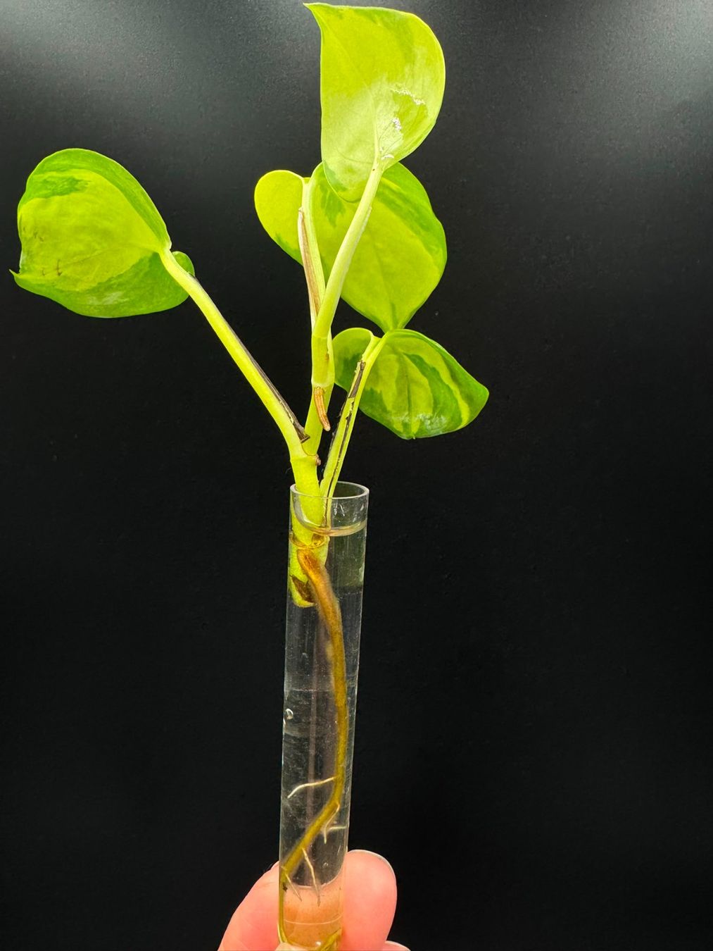 Piante & sementi: Epipremnum aureum 'Neon Joy' – Nuovo (secondo la descrizione) da Bühler venduto da googelibear 3
