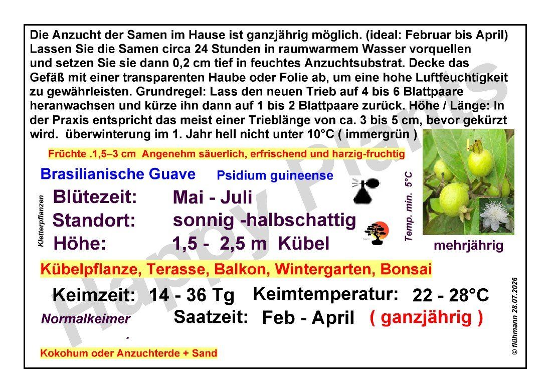 Pflanzen & Samen: Brasilianische Guave - Psidium guineense - 20 Samen – Neu und originalverpackt aus Sumiswald von Cham14558 2
