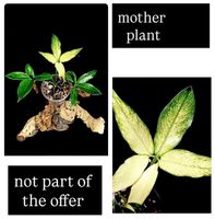 🔥 RAR! PHILODENDRON GOELDII MINT „VERGRÜNT“  🔥