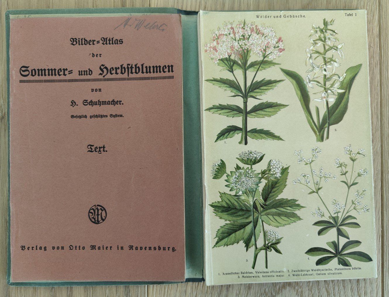 Libri: Bilderatlas Sommer- & Herbstblumen – Usato da Sigriswil venduto da Ricola1977 1
