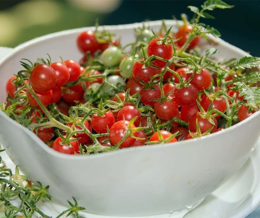 Piante & sementi: Sweet Pea - Wildtomate - 50 Samen – Nuovo e nell'imballaggio originale da Sumiswald venduto da Cham14559 1