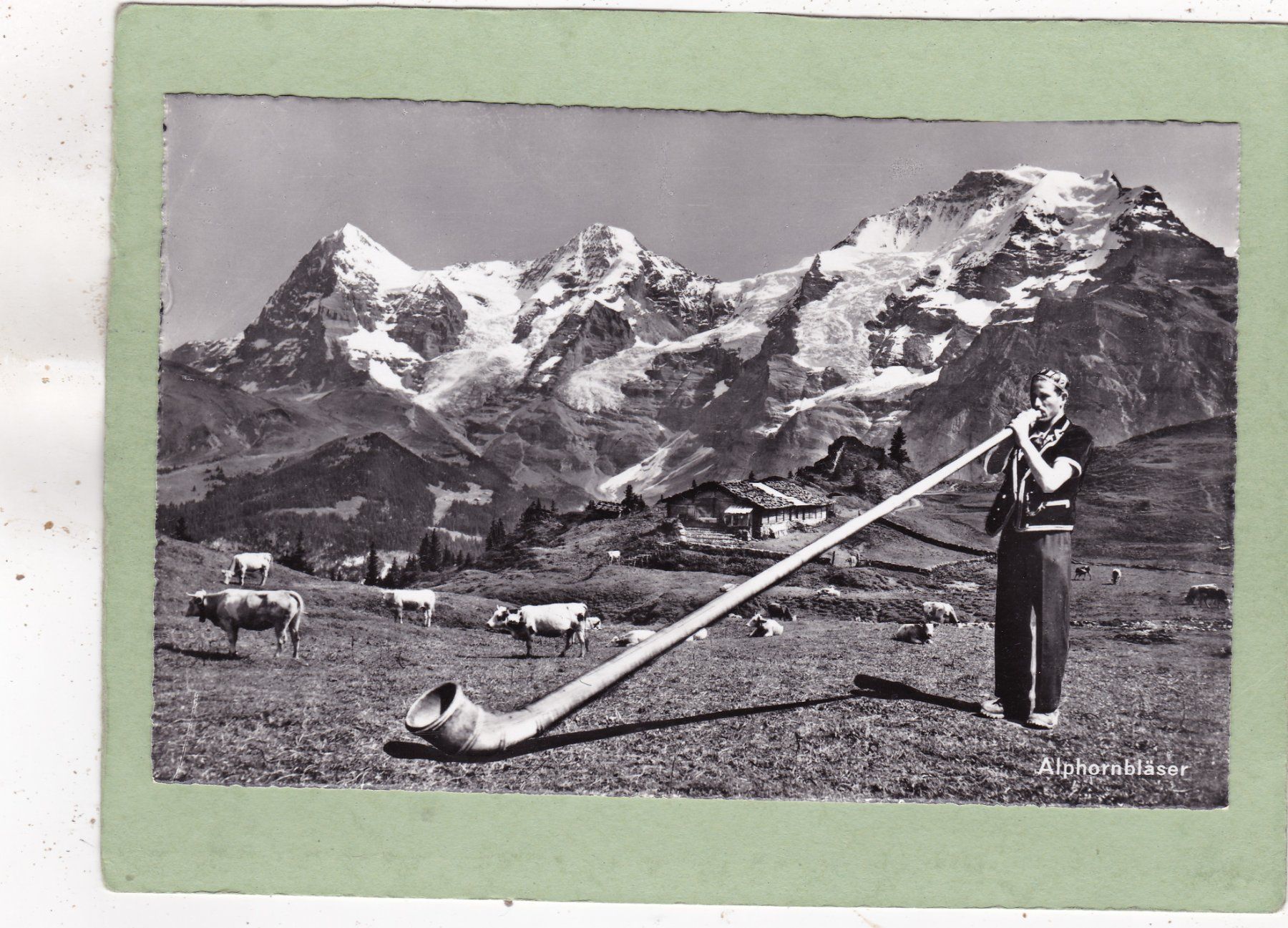 Cartoline postali: Alphornbläser Kühe – Usato da Herisau venduto da Lisegrat2008