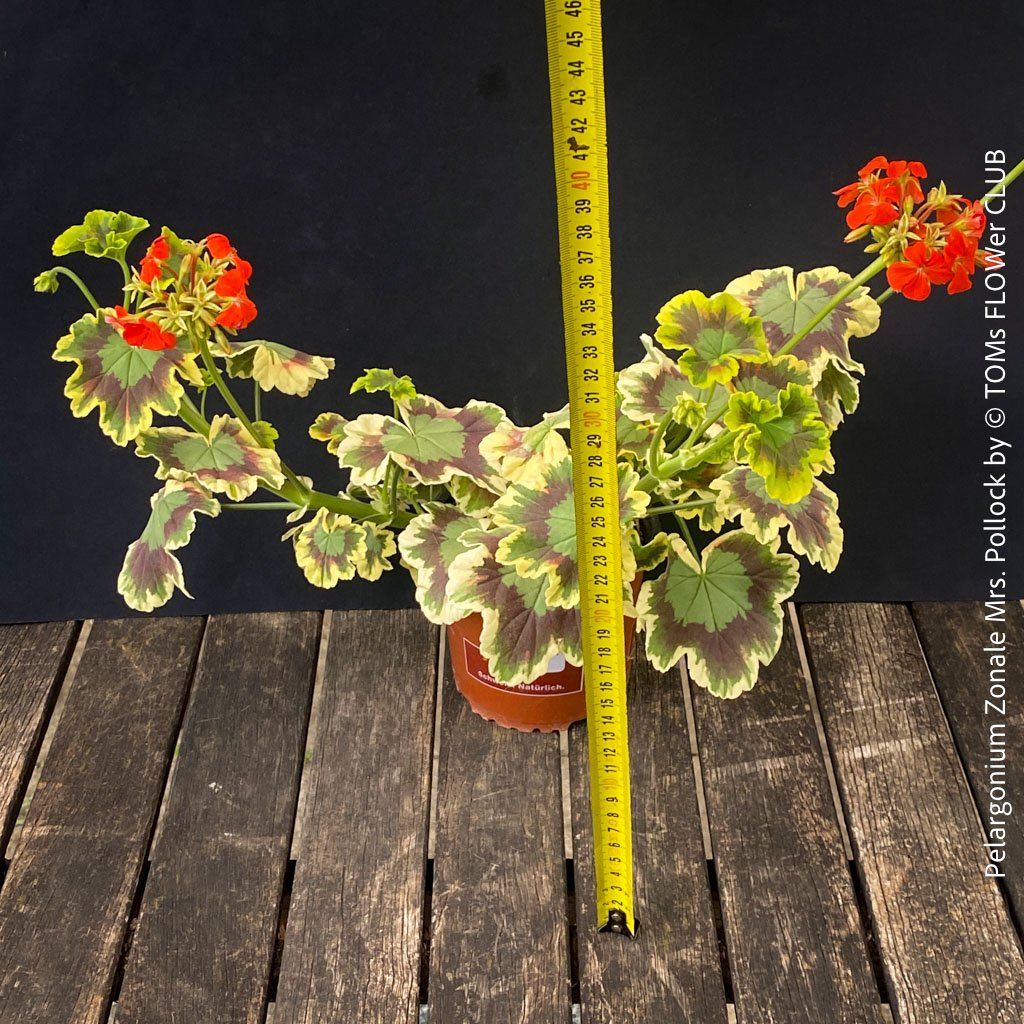 Piante & sementi: Pelargonium Zonale 'Mrs. Pollock' - historische Geranie – Nuovo e nell'imballaggio originale da Adliswil venduto da TAKEYOURPLANT 7