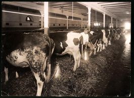 Fotografie Milchbauer beim melken der K