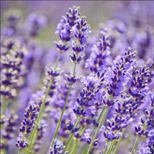 Profile image of Lavendercupcake