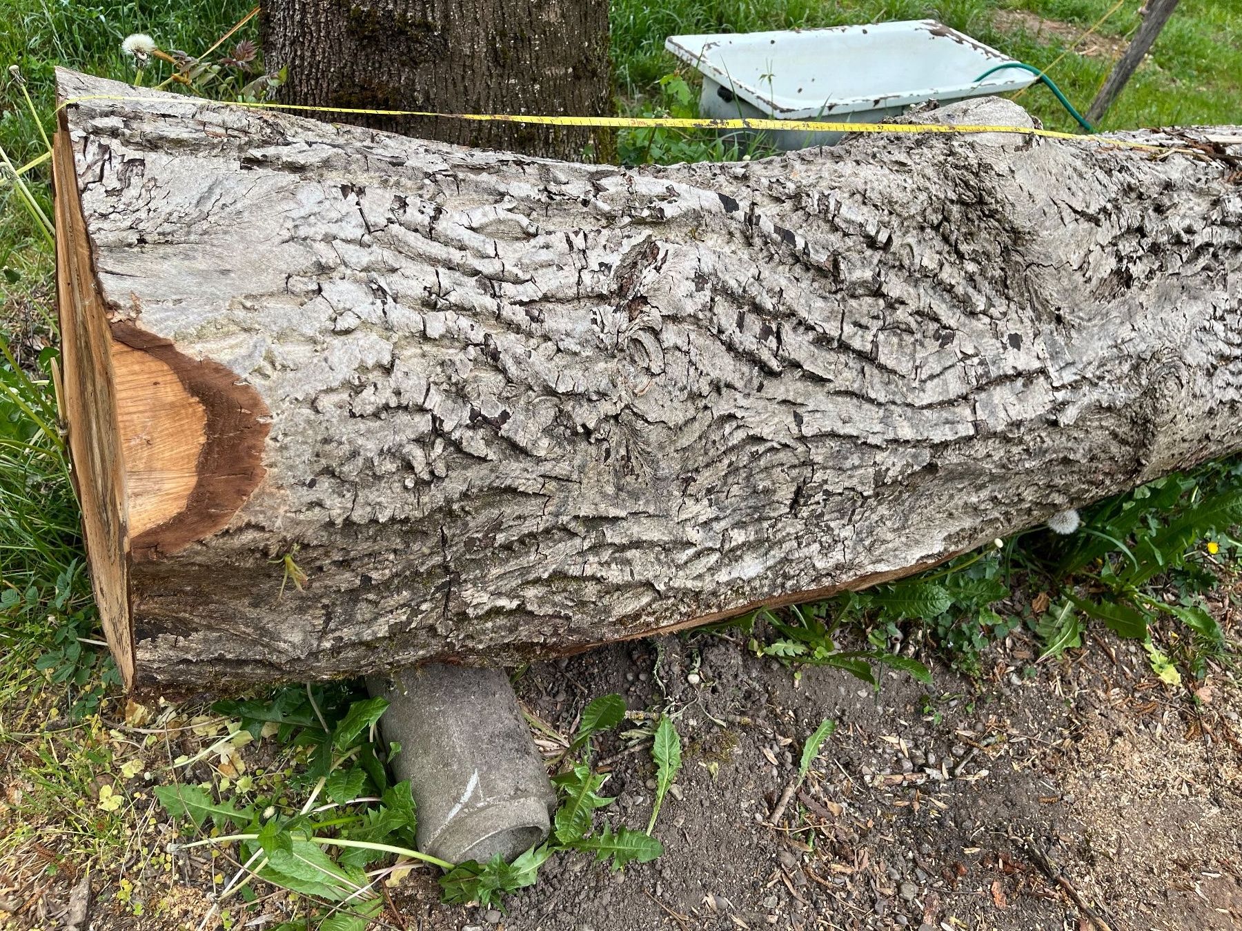 Articoli in legno: Nussbaumstamm, Bretter, Bohlen, Tisch – Nuovo (secondo la descrizione) da Nürensdorf venduto da Peterhakab 5