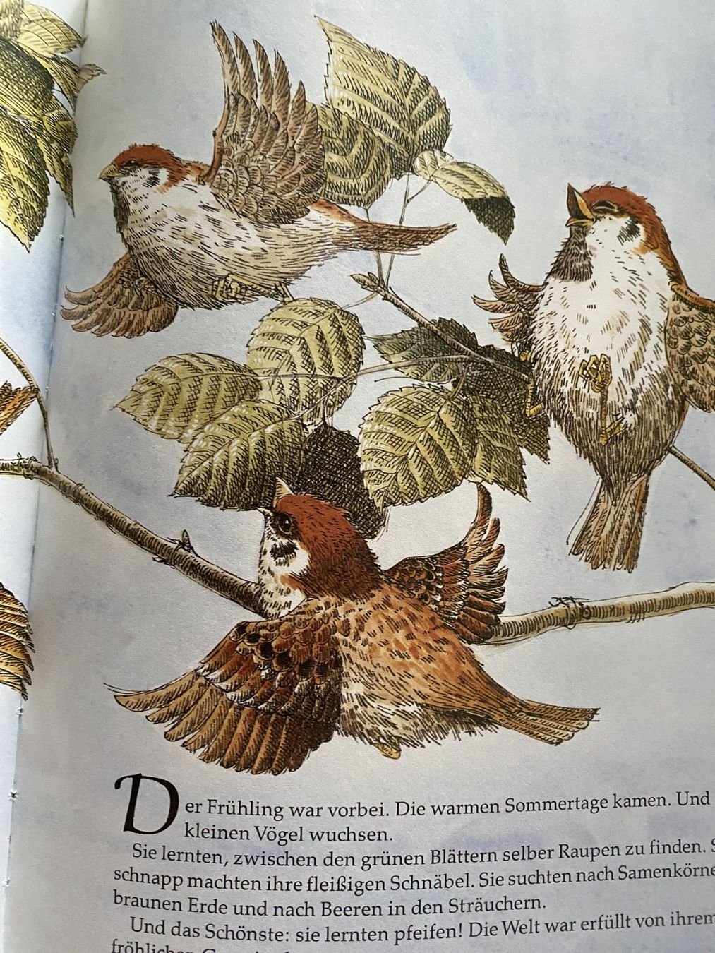 Libri: Der ängstliche kleine Spatz – Nuovo (secondo la descrizione) da Sachseln venduto da basti1950 3