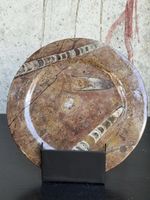 Plaque fossile – Orthoceras – Période de l’Ordovicien – Déco
