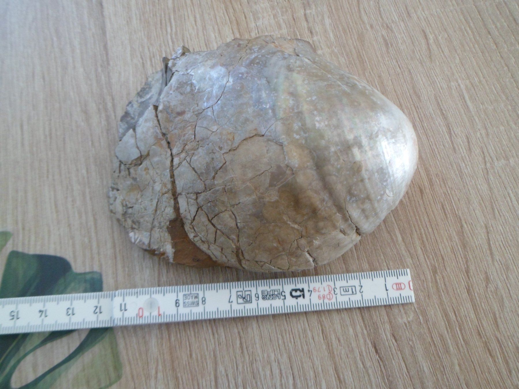 Fossilien: Fossile Muschel 730 Gramm. – Gebraucht aus Affoltern am Albis von Fossil60