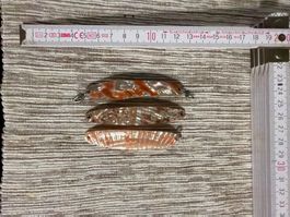 Perlmutt Löffel Set #50