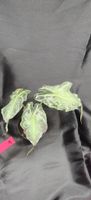 plante alocasia venom 1