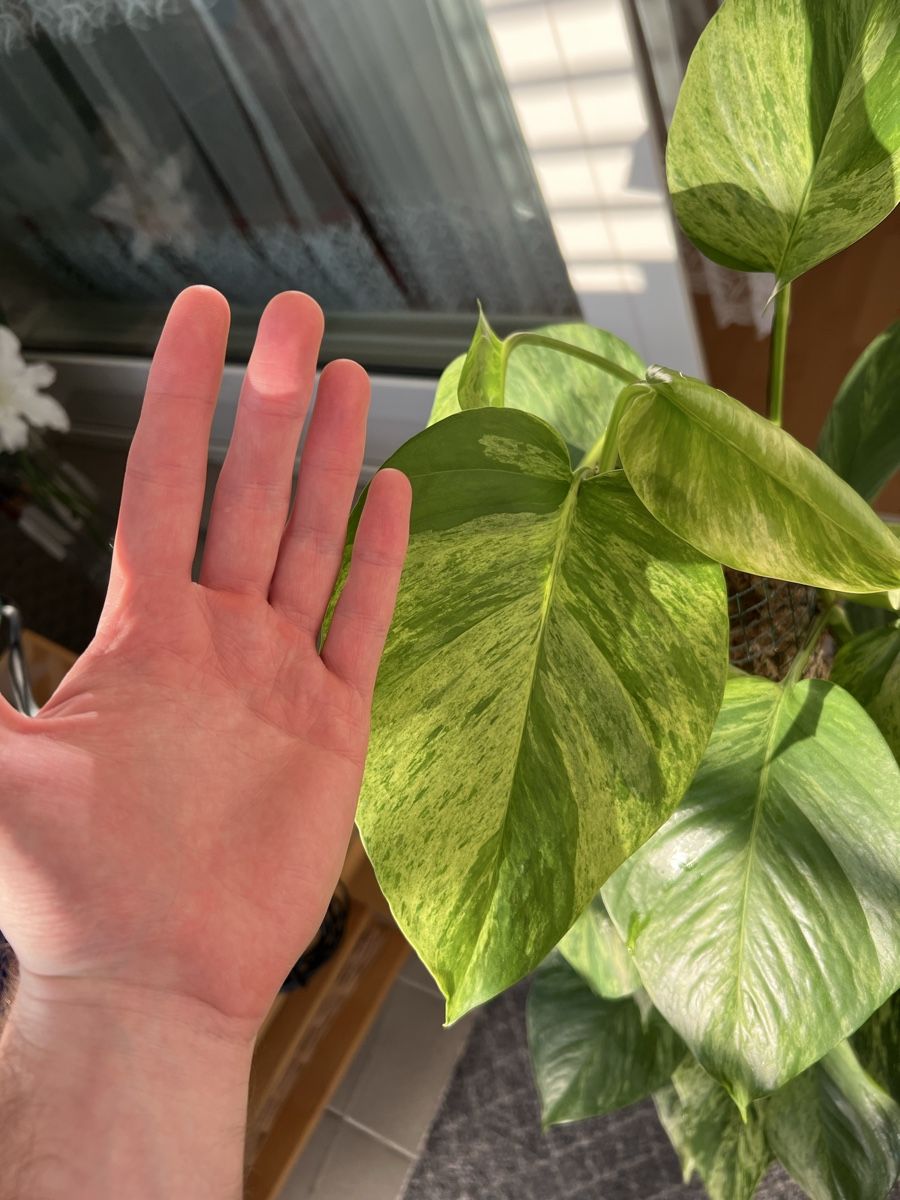 Piante & sementi: Marble Queen Pothos an der Moosstange – Usato da St. Gallen venduto da ome_g8v2 3