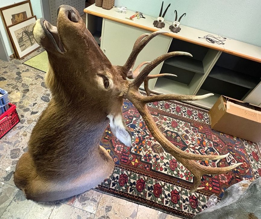 Il mondo degli animali: Wapitihirsch Trophäe, präpariert guter Zustand – Usato da Wettingen venduto da Bwalti 1