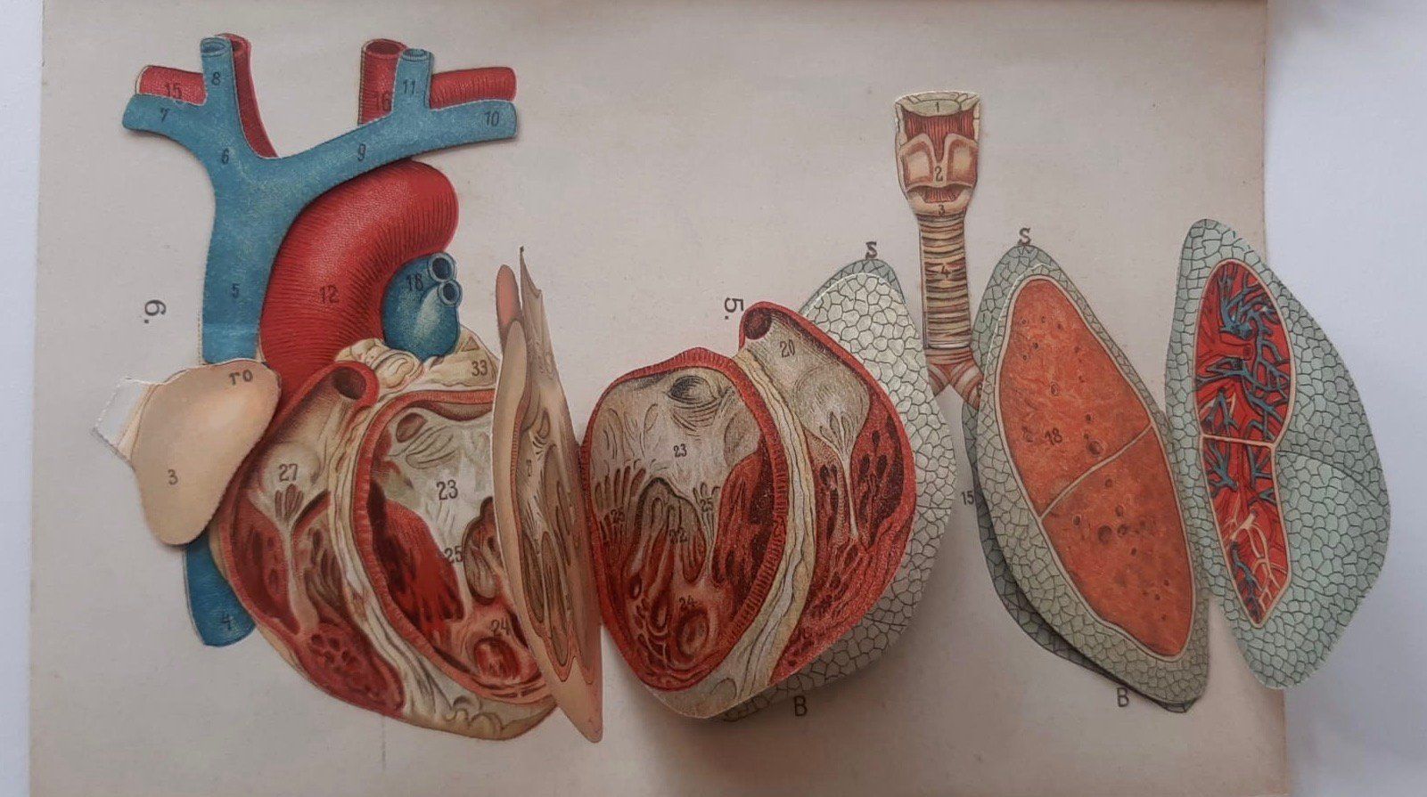 Incisioni: ANATOMIE - ECORCHE - MEDECINE - Début 1900 - – Usato da Sion venduto da Gravure8283 2