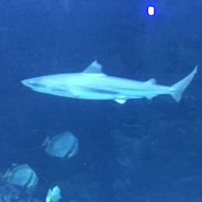 Profile image of Tiburon6