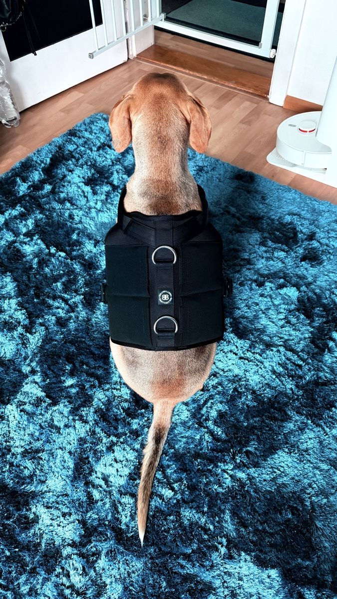 Guinzagli & Collari: Hunde-Geschirr BullyBillows, Grösse L – Nuovo e nell'imballaggio originale da Uster venduto da skillablack 4