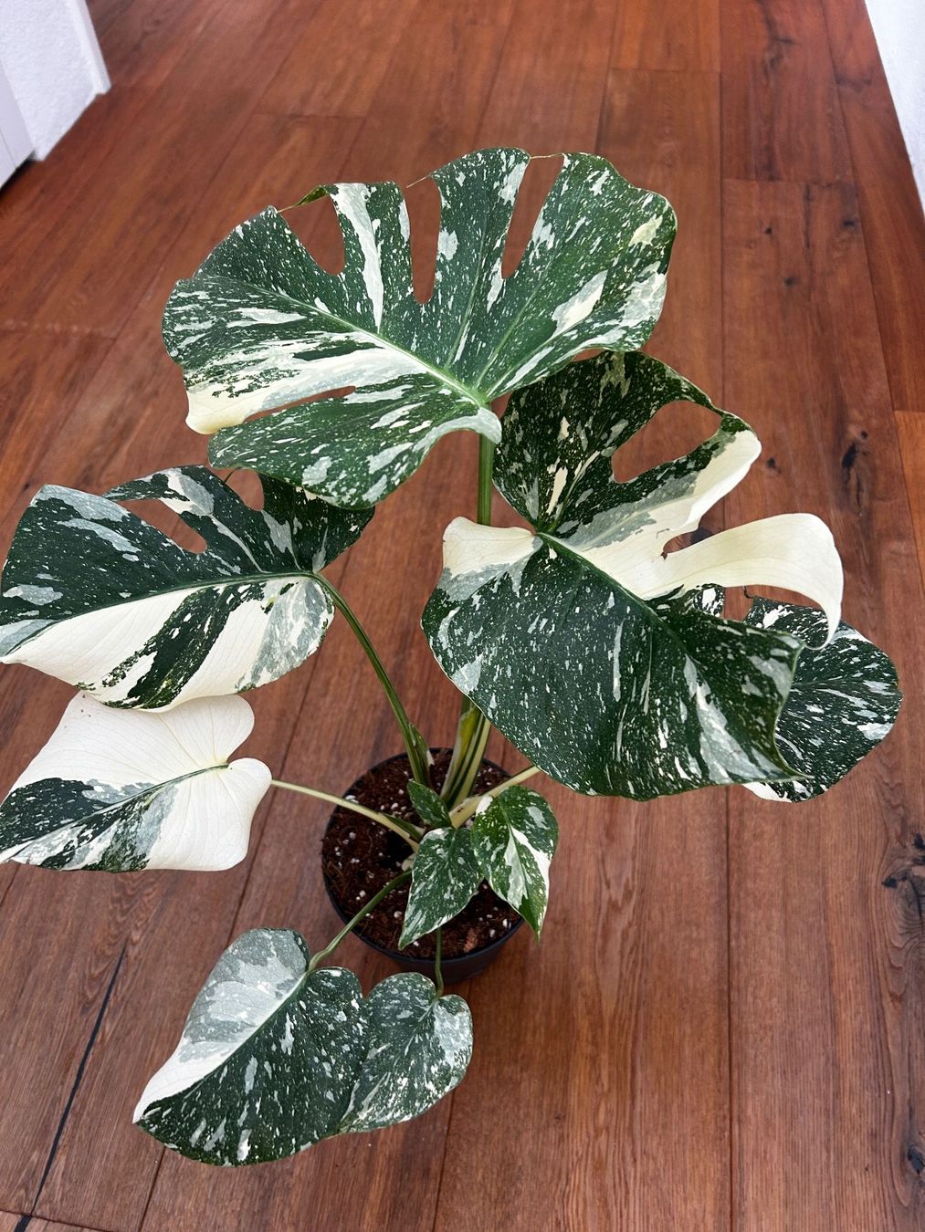 Pflanzen & Samen: Monstera Thai Constellation💚 – Gebraucht aus Wattwil von Mikesplantshop 1