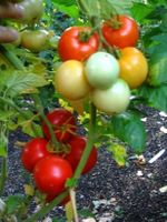 TOMATE DE COLLECTION ! LUTESCENT ! 10g