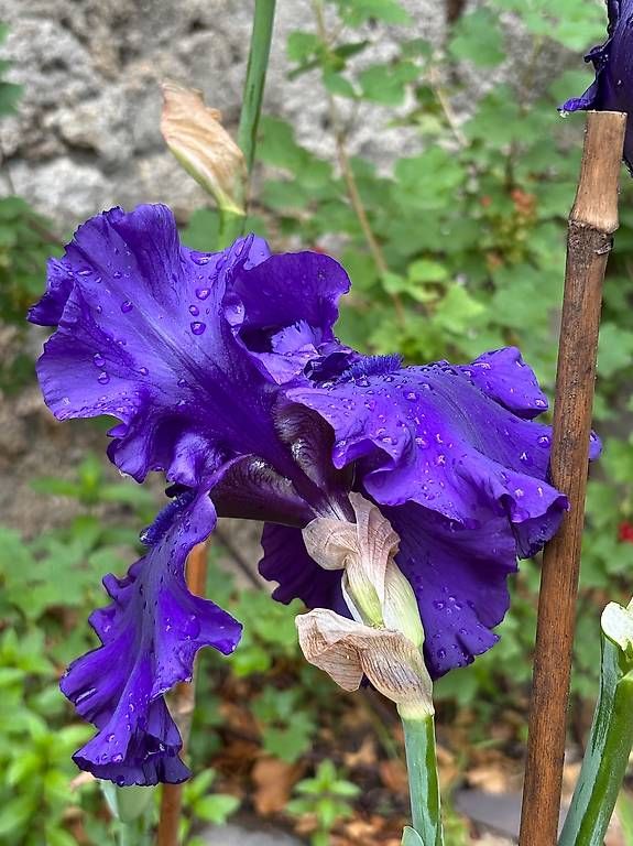 Plantes & graines: Iris germanica – D'occasion à Moudon par jcs_k9m7 1