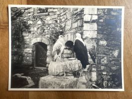 Fotografie antik, sehr interessant: Raubvögel in Burg o.ä.