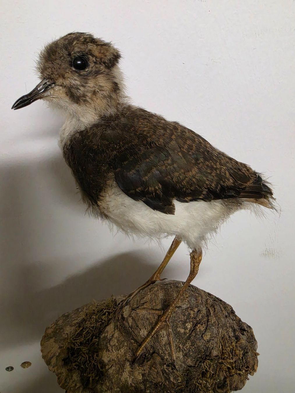 Il mondo degli animali: Präparat Kibitz Küken – Usato da Oberrindal venduto da Ketupu