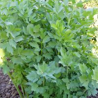 LIEBSTÖCKEL Maggikraut / Levisticum officinalis / 10 Samen