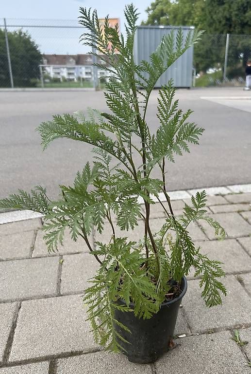 Pflanzen & Samen: Rainfarn  – Gebraucht aus Frauenfeld von Irene.Schuppli 2