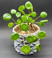 🌿 Ufopflanze – Pilea peperomioides (Glückstaler)