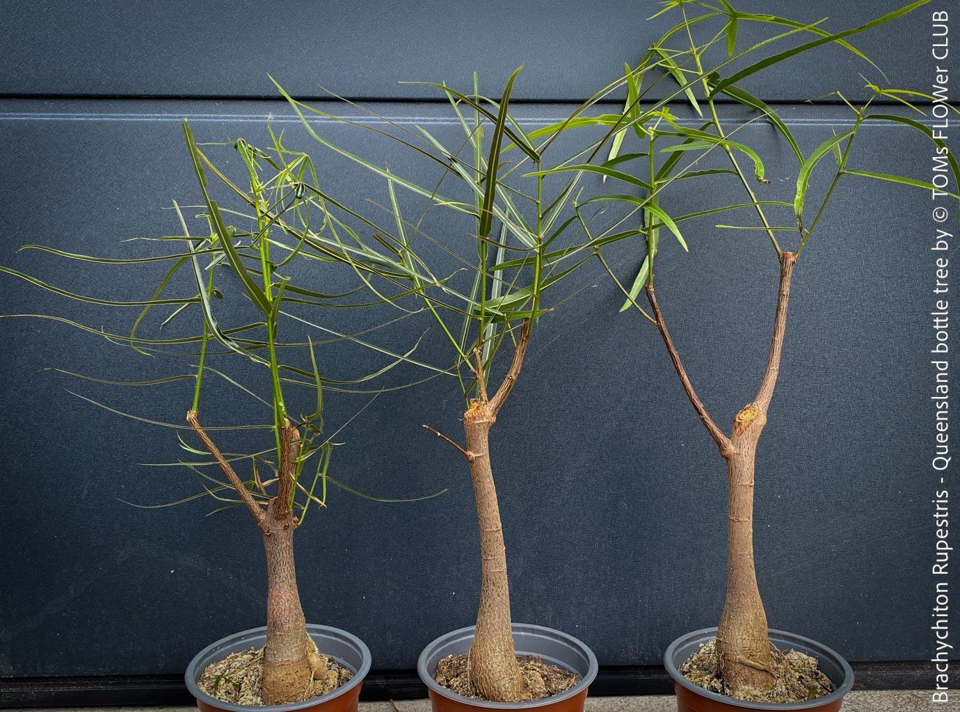 Piante & sementi: Brachychiton Rupestris - australischer Flaschenbaum – Nuovo e nell'imballaggio originale da Adliswil venduto da astom369 3