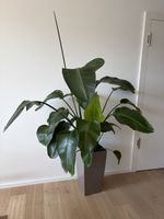 Wonderful living room plant!