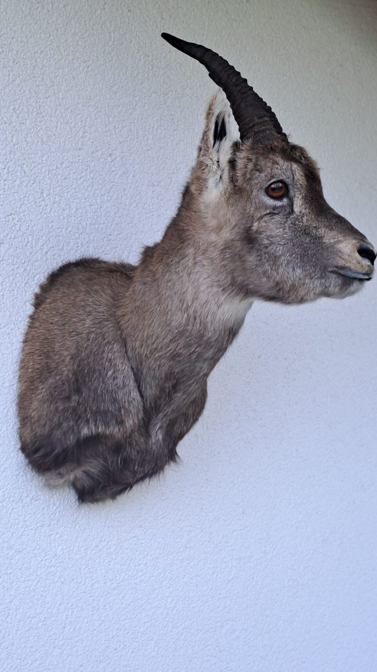 Il mondo degli animali: Steingeiss – Nuovo (secondo la descrizione) da Mollis venduto da Resel1985 6
