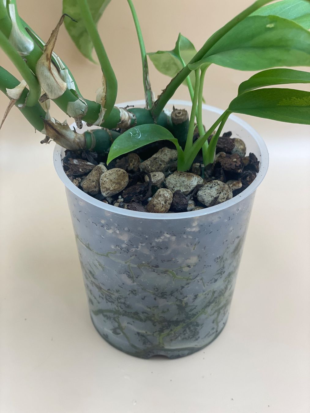 Pflanzen & Samen: Raphidophora tetrasperma - Mini Monstera – Neu (gemäss Beschreibung) aus Zürich von Leafscape 1