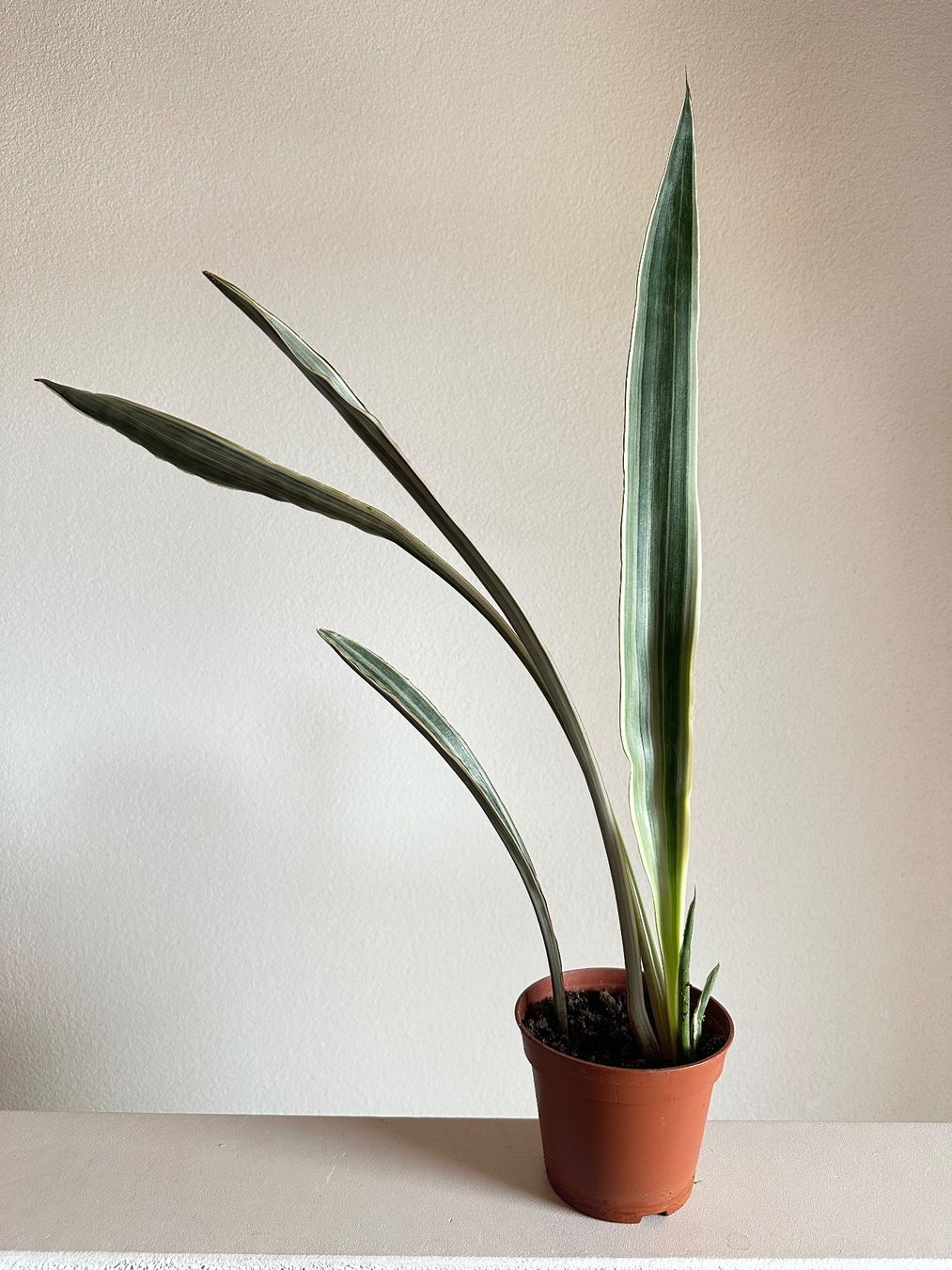 Pflanzen & Samen: Sansevieria trifasciata "metallica" – Gebraucht aus Zürich von ong8 2