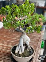 Ficus