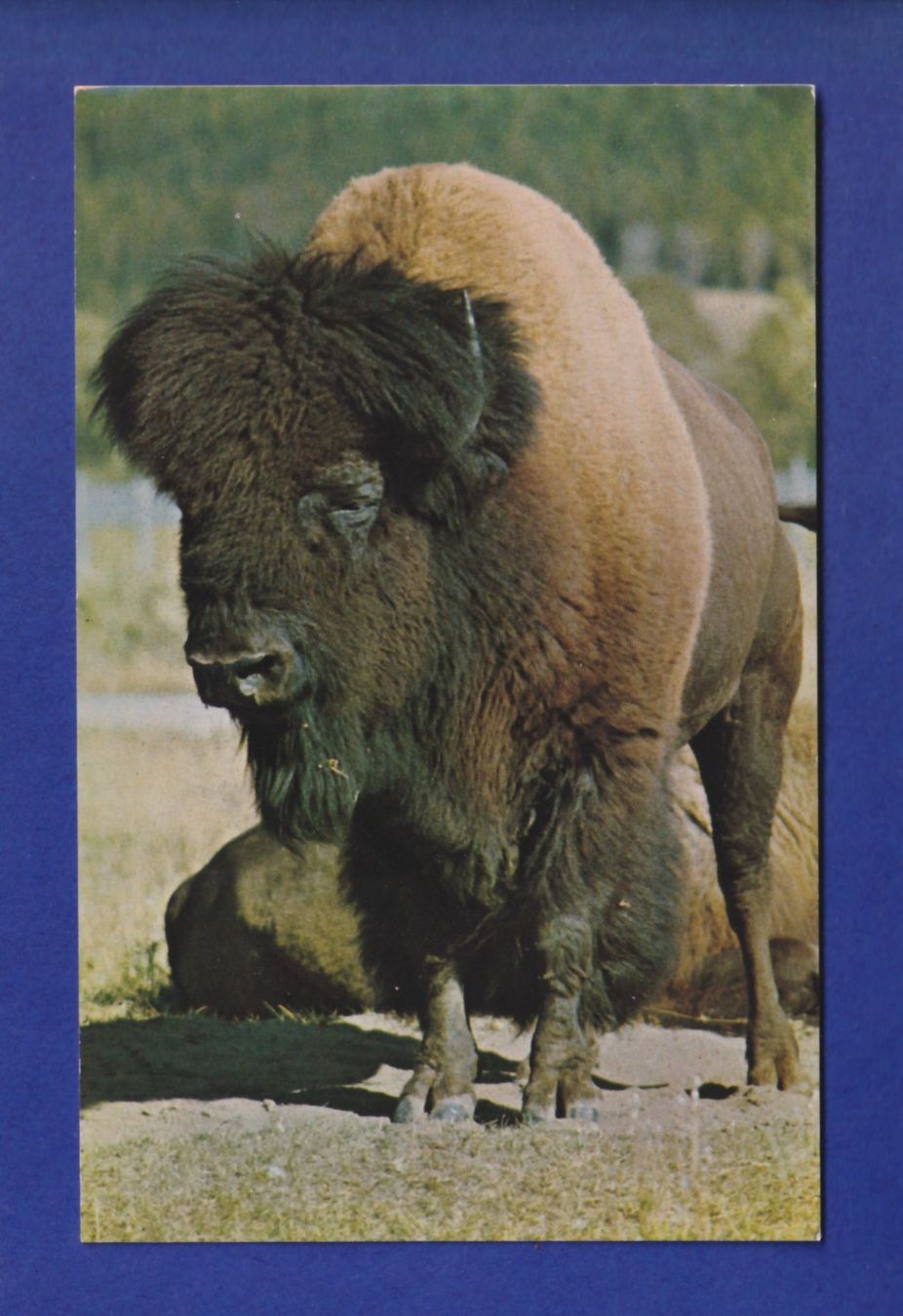 Cartoline postali: BISON – Usato da Pully venduto da nicecards-shop