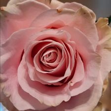 Profile image of -sisa-