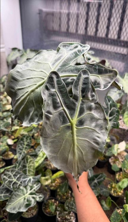 Alocasia Rhizome Kaufen