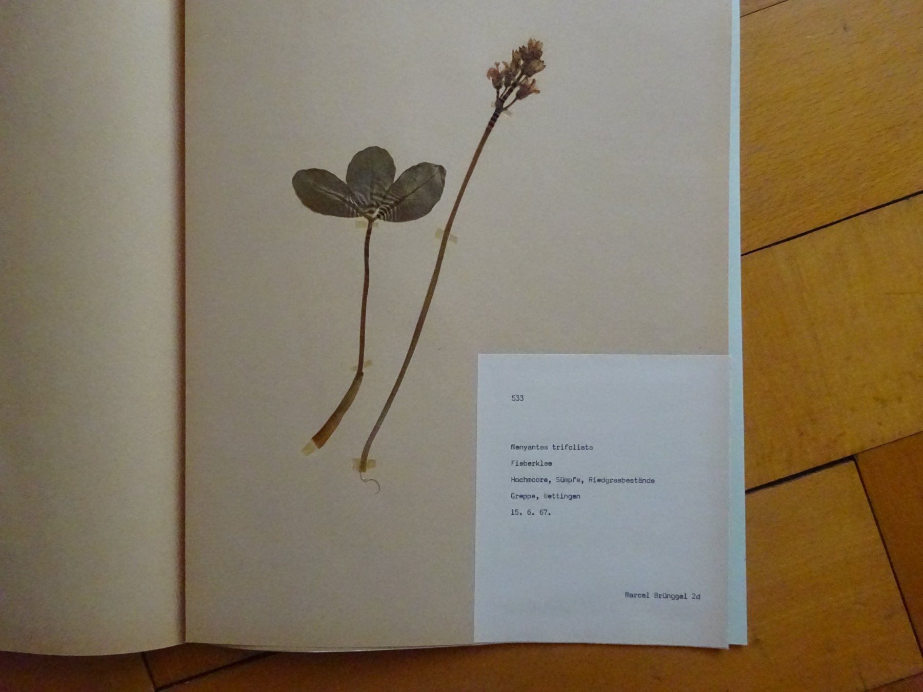 Bücher: Herbarium aus Seon / 10 Botanik – Gebraucht aus Esslingen von eintagammeer 5