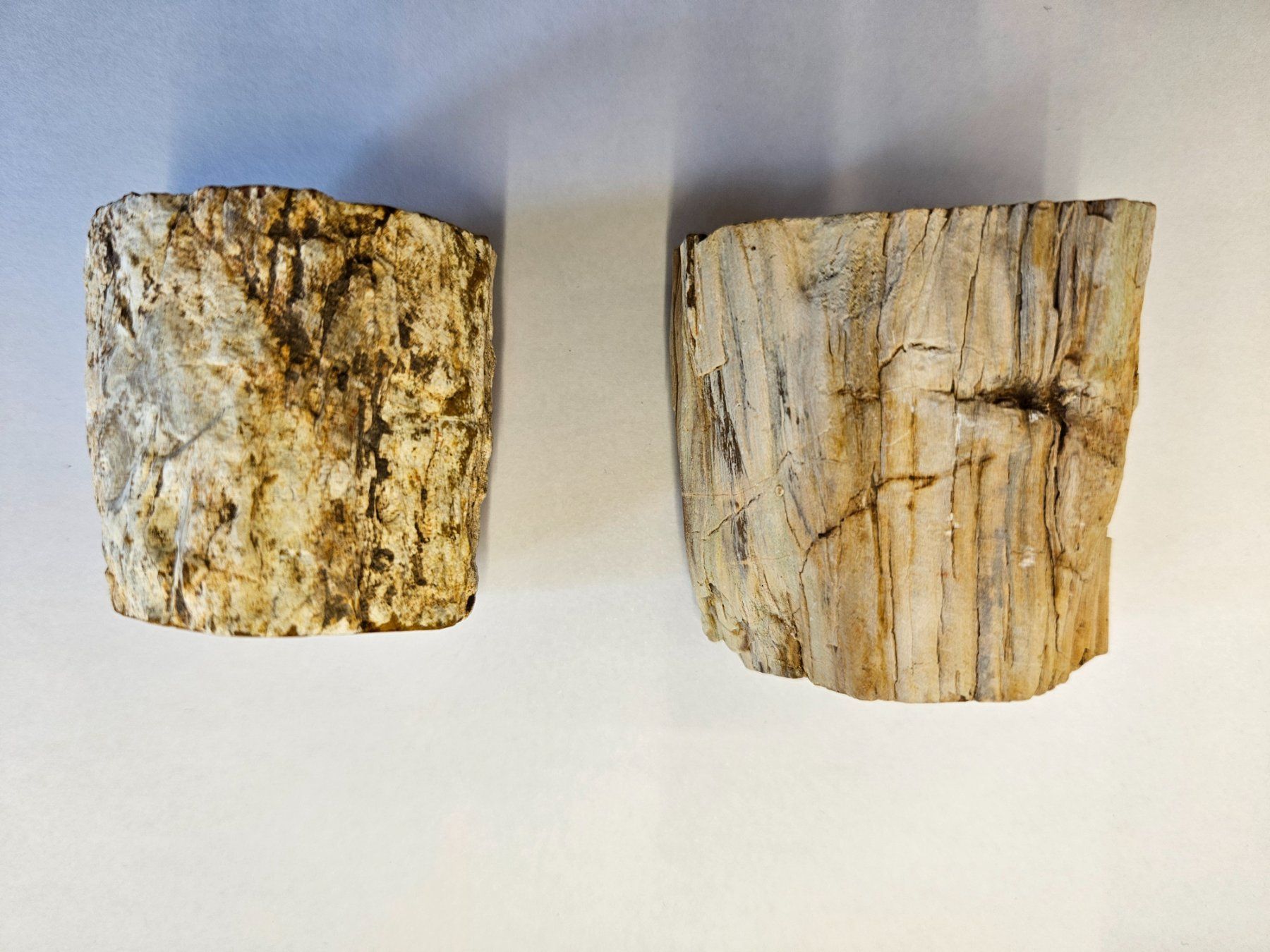 Fossili: Holz - Holzstämmchen versteinert - Madagskar – Usato da Heiden venduto da mats10 4