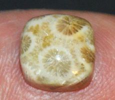 Cabochon L-9672 – Korallen Fossil Quadrat 10mm