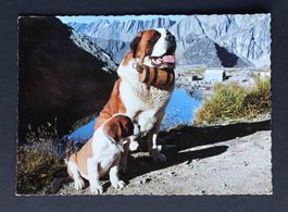 AK Bernhardinerhunde Hospiz Grossen St Bernhard