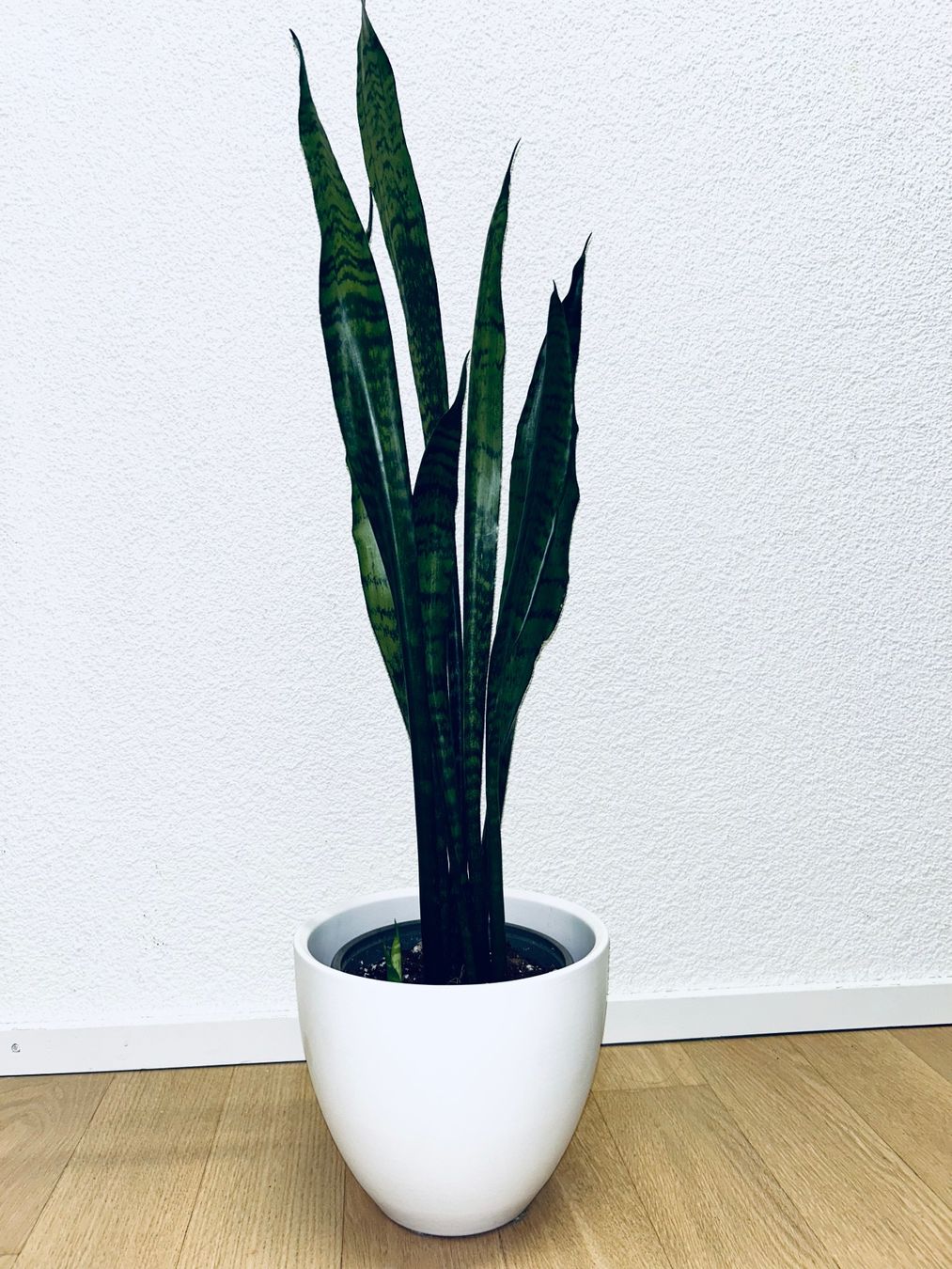 Piante & sementi: Sansevieria Zeylanica Plant 83 cm – Usato da Kilchberg ZH venduto da malibubeach 1