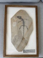 Mega Rarität Monjurosuchus Fossil