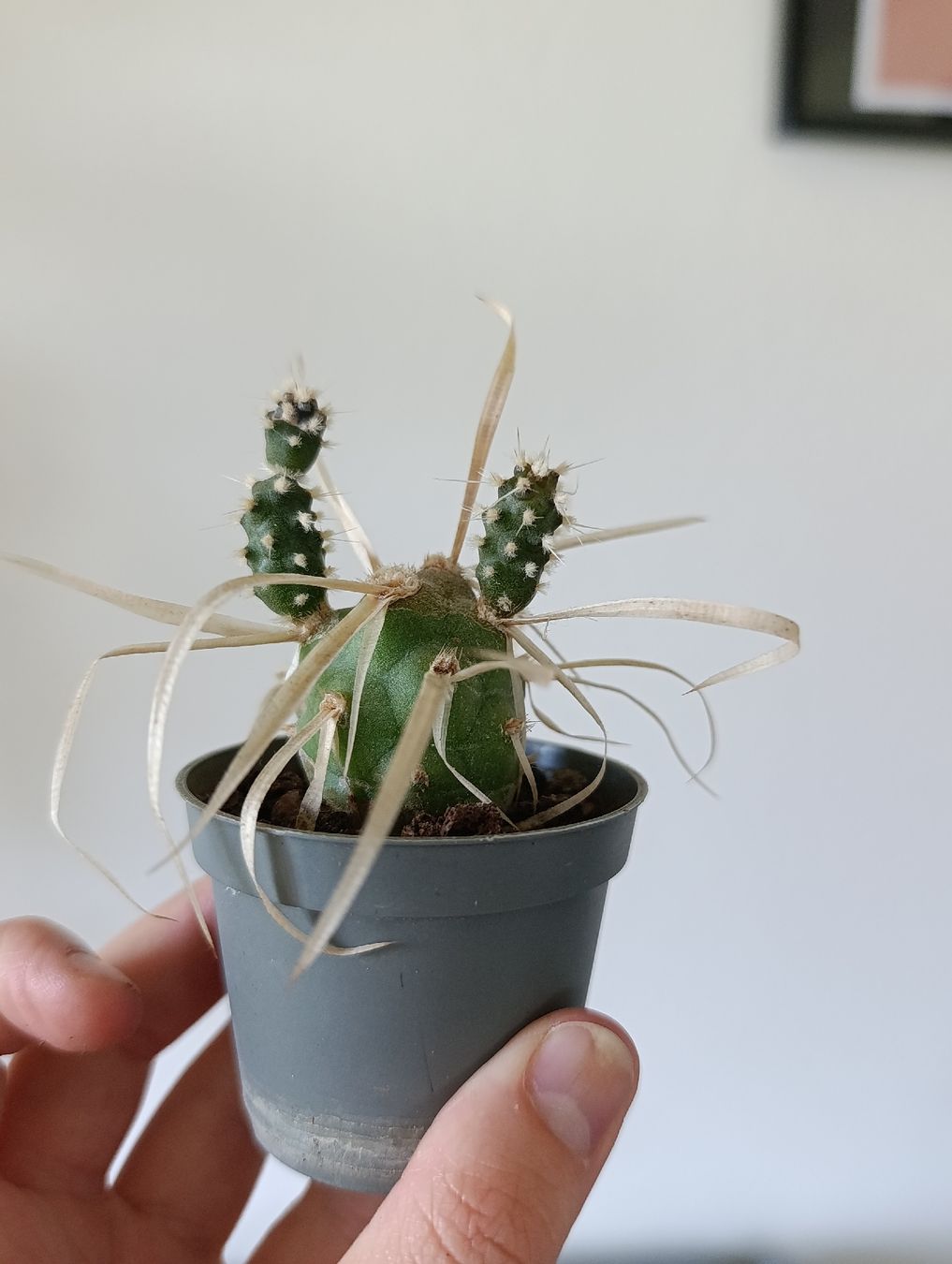 Plantes & graines: Mini Kaktus – D'occasion à Baar par L.isa28 1